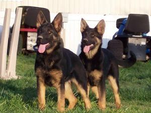 Perros German Shepherd cachorros disponibles para adopción libre.