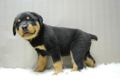 ROTTWEILER // Cachorros Disponibles de Calidad // www.animalflower.es