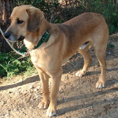 BEKO, perrito muy noble en adopción