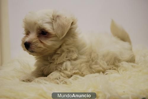 Bichon Maltes Disponibles Excelentes Camada