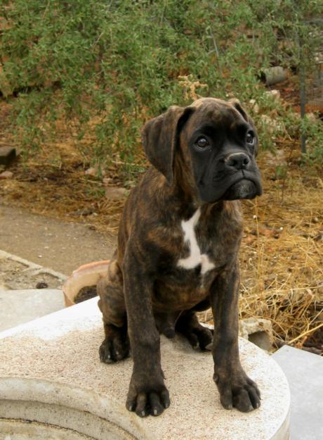 BOXER CACHORROS DISPONIBLES