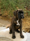 BOXER CACHORROS DISPONIBLES - mejor precio | unprecio.es