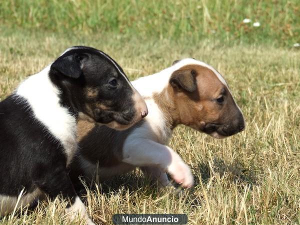 Bullterrier preciosos ejemplares disponibles con 2 meses listos para entregar