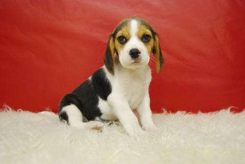 cACHORROS DE BEAGLE EN MADRID