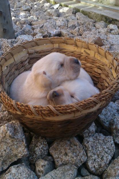 Labradores , cachorros color dorado