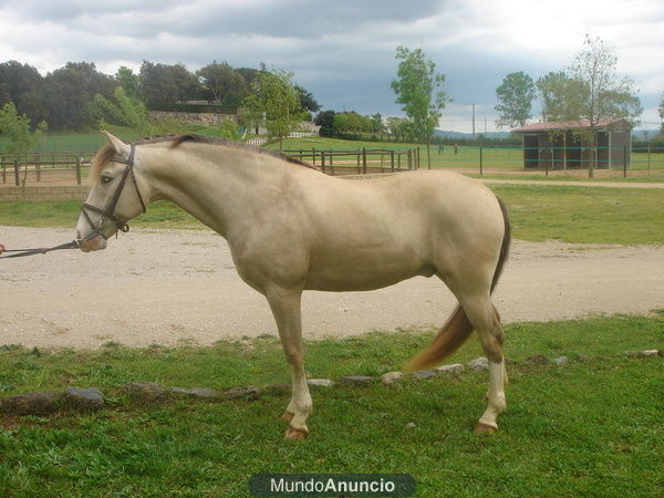 lusitano bayo