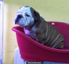 PRECIOSO CACHORRO DE BULLDOG INGLES MACHO - mejor precio | unprecio.es