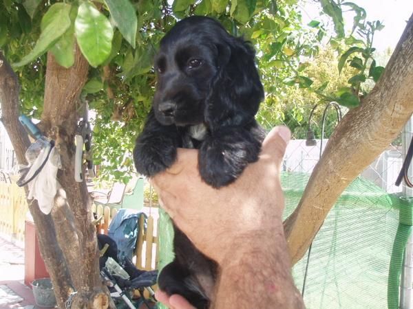 Ultima cachorrita de Cocker Spaniel con pedigree, solo 250 euros.