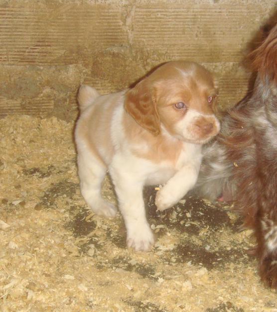 ULTIMOS CACHORROS ESPAGNEUL BRETON!!!!