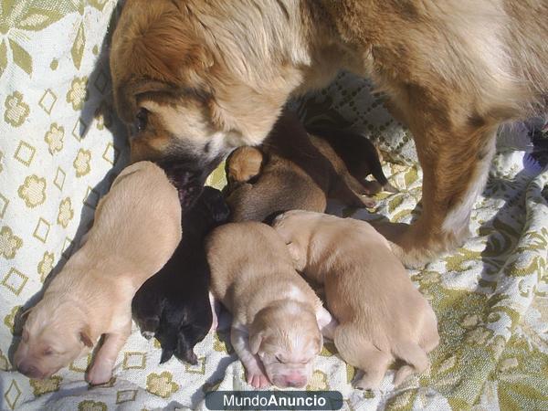 BUSCAMOS HOGAR PARA CACHORROS PRECIOSOS