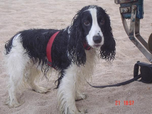 Busco perrita cocker spaniel para juntarla con el mio