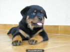 cachorros de rottweiler - mejor precio | unprecio.es