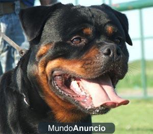 cachorros rottweiler