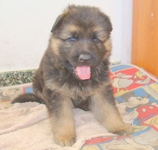 Impresionantes cachorros de pastor aleman con dos meses