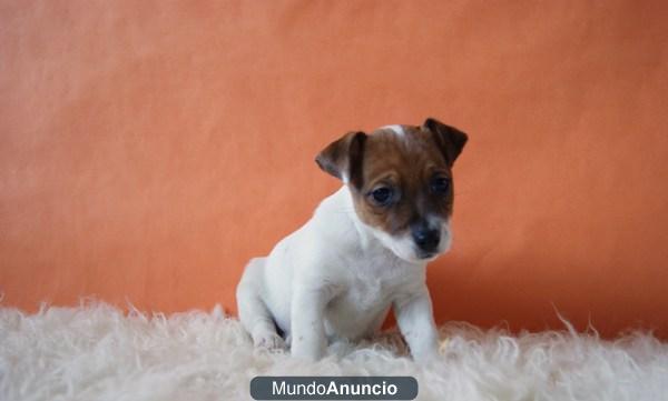 Jack russell terrier lindos ejemplares de pelo y patas cortas