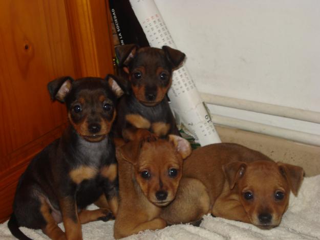 Pinscher cachorritos!!