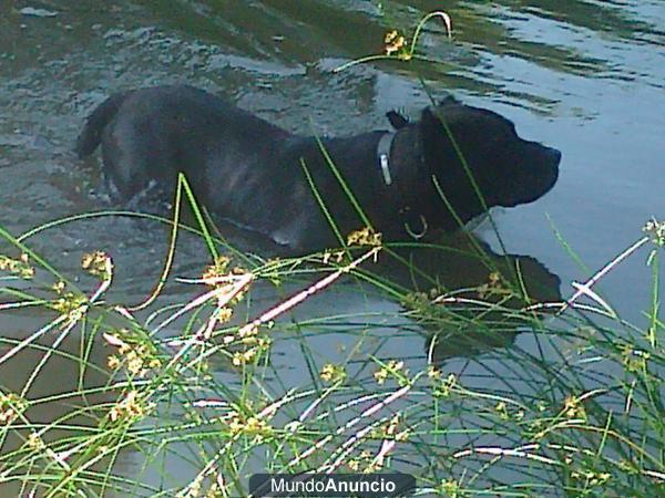 presa canario