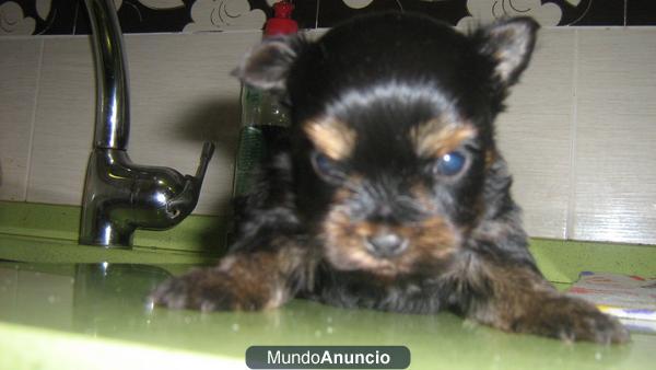 YORKSHIRE TERRIER  TOY EN TORRELAVEGA