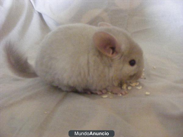 Chinchilla bebé tan homo dark