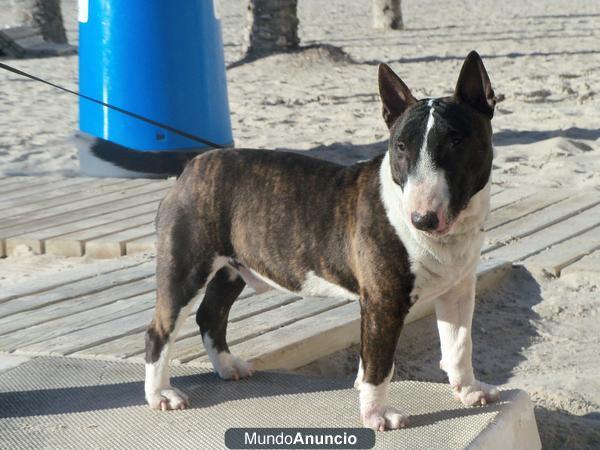 Bull-terrier miniatura de Valdehierro macho en montas