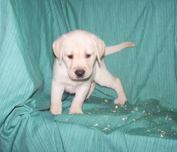 CACHORROS DE LABRADOR RETRIEVER DE COLOR AMARILLO