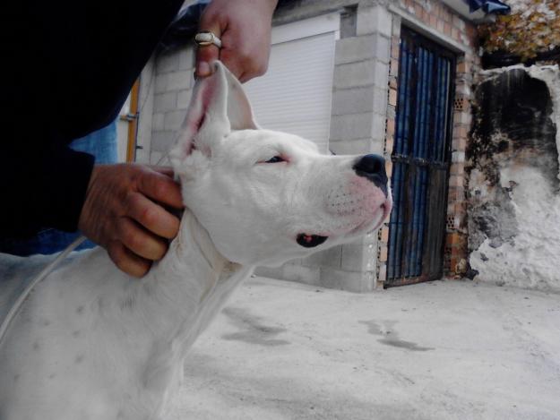 Dogo argentino hembra