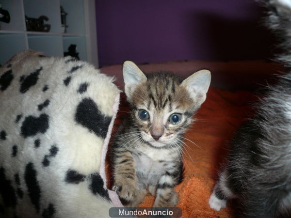 gatitos en adopción