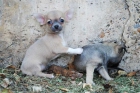 Magnífica camada de Chihuahua - mejor precio | unprecio.es