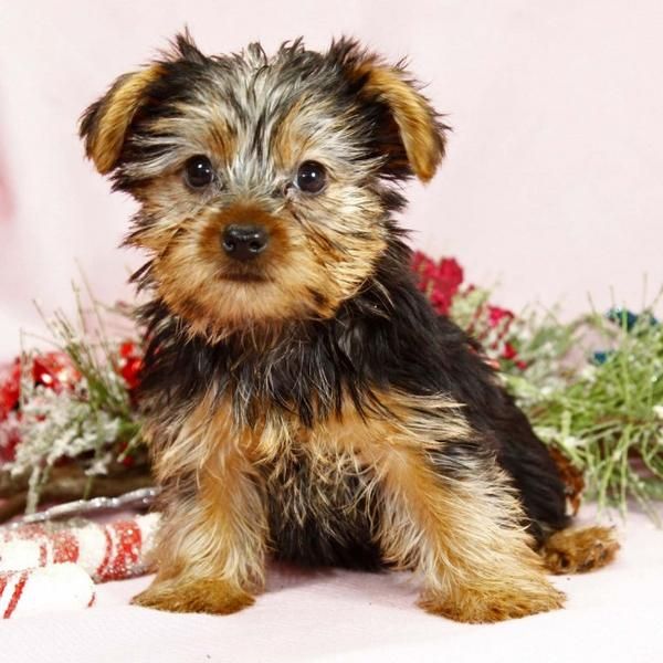 precioso cachorro Yorkie taza de té para usted.