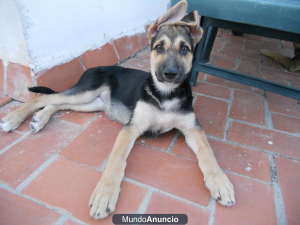 SE DA CACHORRO RAZA PASTOR ALEMAN