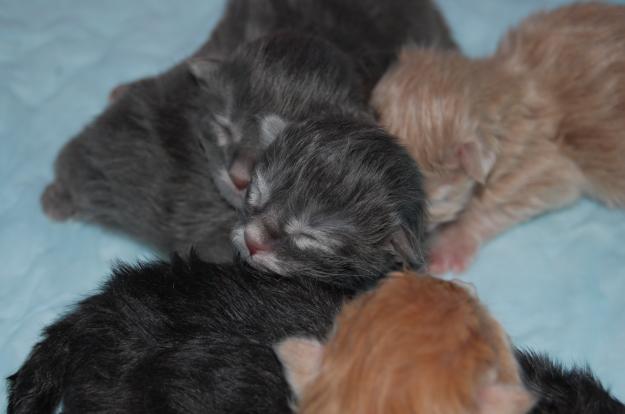 Se venden gatitos Maine coon