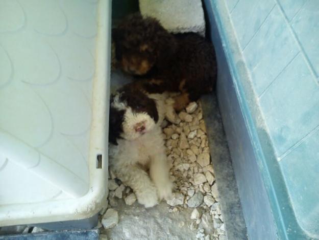 vendo esta camada de perros de agua con dos meses