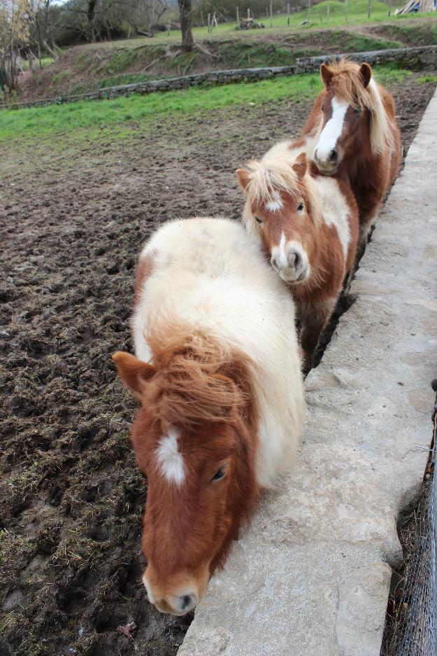 venta ponys; madre e hija