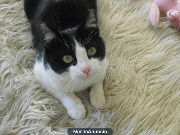 Gatita preciosa en adopción