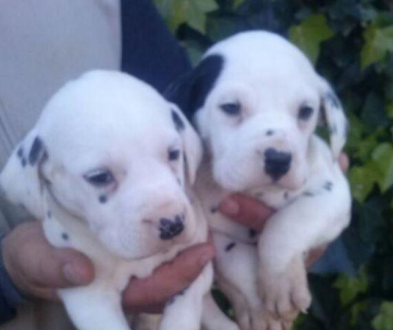 cachorros de dalmata