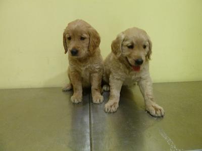 cachorros de golden retriever