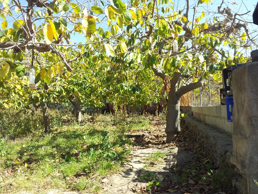 Casa de Campo con terreno y árboles frutales