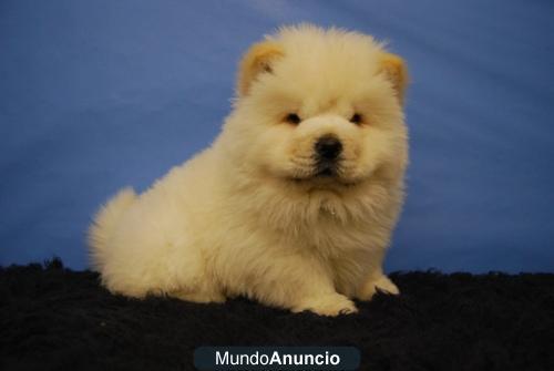 Chow Chow, perritos disponibles para entregarse¡¡ con dos meses