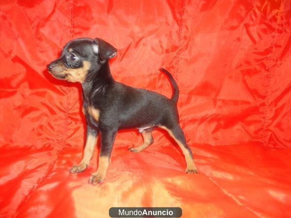 PINSCHER MINI 350€