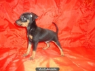 PINSCHER MINI 350€ - mejor precio | unprecio.es