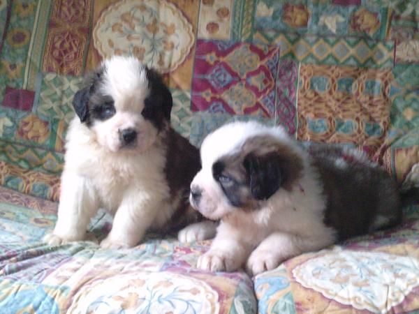 San Bernardos Cachorros en Toledo