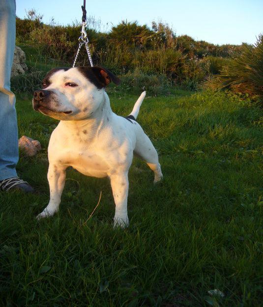 STAFFORDSHIRE BULL TERRIER PARA MONTA