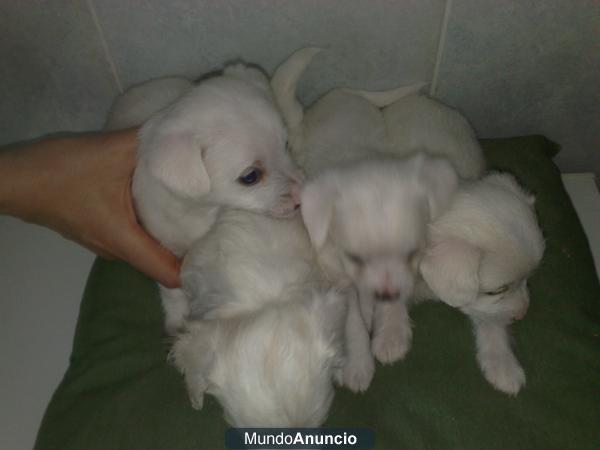 VENDO CANICHE PURO ENANO, BLANCO