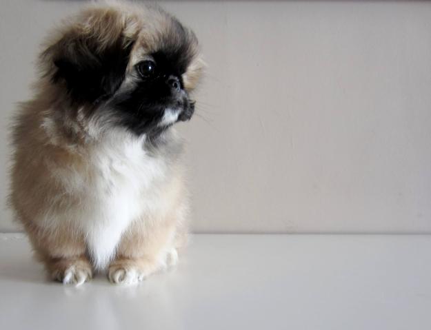 cachorro pekinés hembra con pedigree