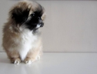 cachorro pekinés hembra con pedigree - mejor precio | unprecio.es