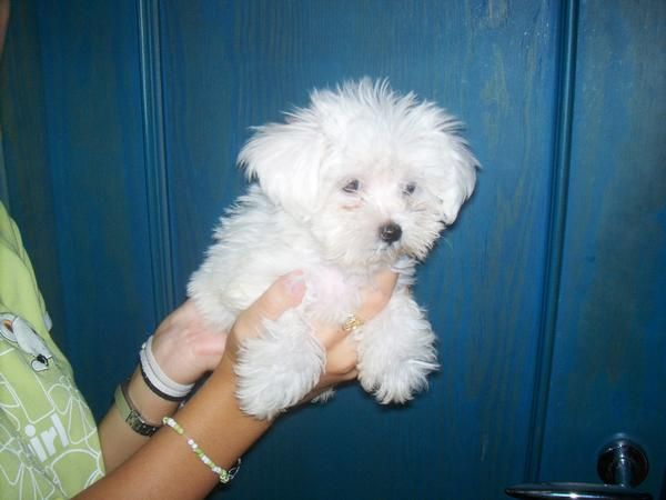 bichon maltes cachorrito macho