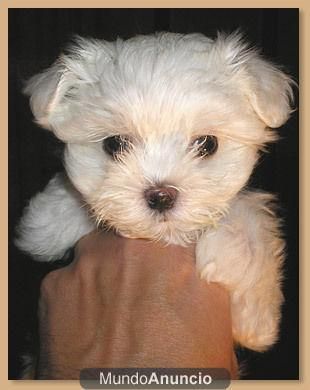 bichon maltes pedigree nacional