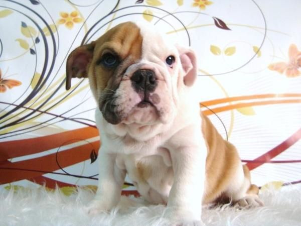 BULLDOG INGLES CACHORROS