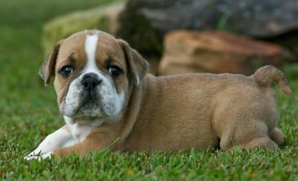 Bulldog ingles ,cachorros disponibles