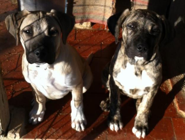 Dogo canario x american, camada